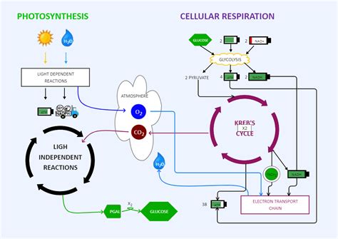 Photosynthesis and Cellular Respiration Diagram | EdrawMax Templates