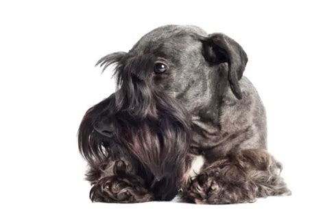 Schnauzer Health Concerns: A Comprehensive Guide - The Schnauzer Collective