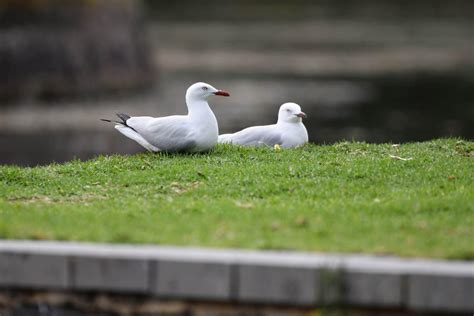 Silver Gull Couple by TheBootesArtVoid on DeviantArt