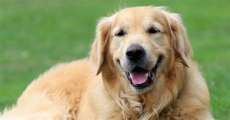 Golden Retriever Rescues In Maine (Adopt A Golden Retriever Near You) – Golden Hearts