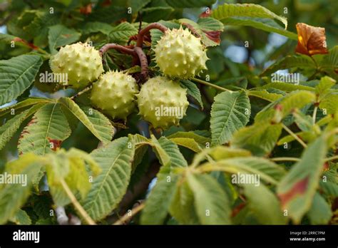 Castanea sativa (European chestnut tree) with fruits ripening on its ...