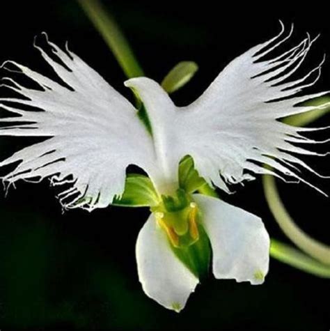 List: Amazing Orchids | Things You Never Knew You Needed Or Existed | Orchid seeds, Egret orchid ...