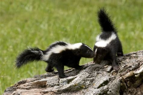 Do Skunks Know They Stink? | Mental Floss