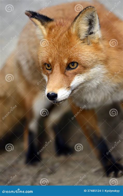 Fox stock photo. Image of portrait, crafty, habitat, wild - 37485124