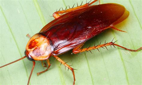 Oriental Cockroach Information | Cook's Pest Control