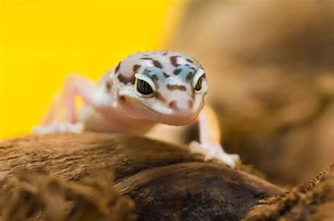 Do Leopard Geckos Make Good Pets? | Critters Aplenty