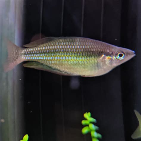 can anyone help identify this rainbowfish species? : r/Aquariums