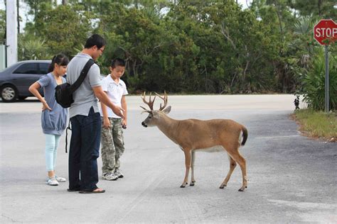 The endangered Key Deer, a subspecies of the white-tailed deer, is the smallest deer native to ...