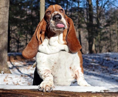 Funny Basset Hound Puppy Videos - Funny PNG