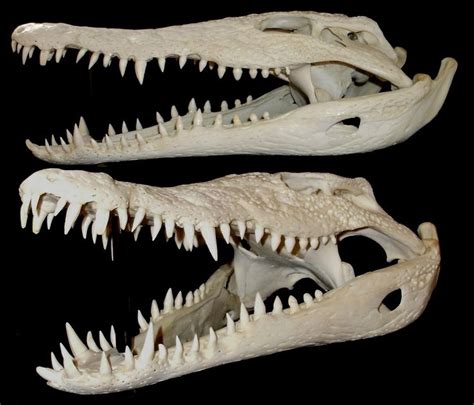 Crâne de Crocodile du Nil / Nile Crocodile Skull (Crocodylus niloticus ...