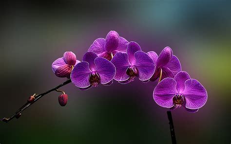 Purple moth orchid, flowers, orchids, plants HD wallpaper | Wallpaper Flare