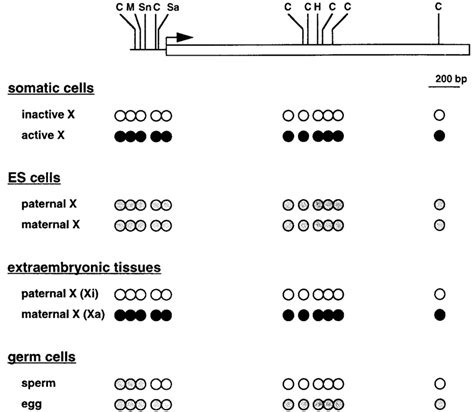 DNA methylation of the Xist gene. The horizontal line indicates the ...