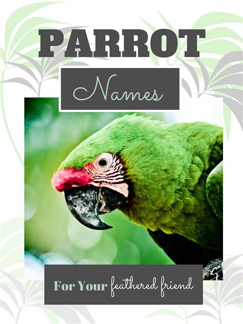 250 Cool Parrot Names for Your Extraordinary Bird (From Ace to Wingham) #parrots | Pet birds ...