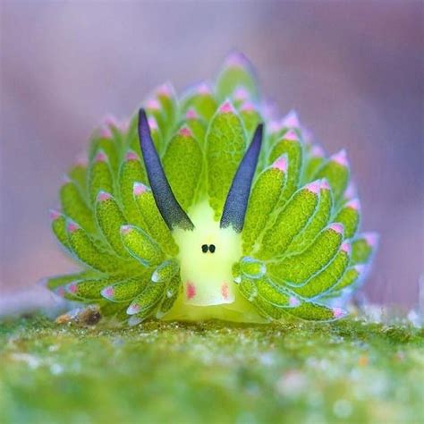 Photography by @veeko66 . Sea Slug - Costasiella kuroshimae . Costasiella kuroshimae is a ...