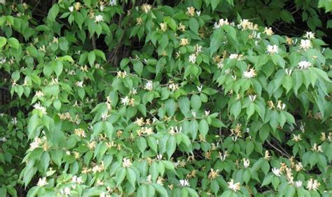 Bush Honeysuckle - Olmsted Parks Conservancy