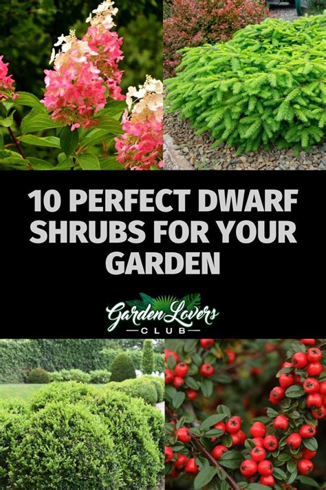 10 Perfect Dwarf Shrubs for Your Garden - Garden Lovers Club | Dwarf shrubs, Dwarf evergreen ...