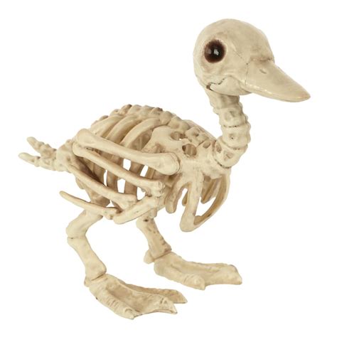 Duck Skeleton | At Home