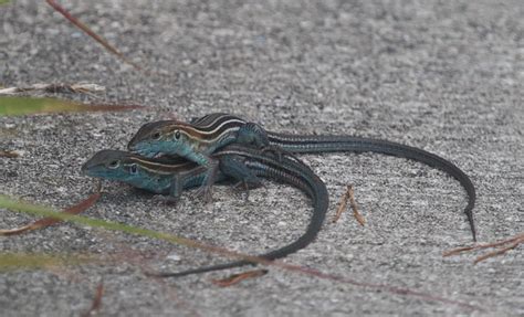 Mating Lizards | Flickr - Photo Sharing!