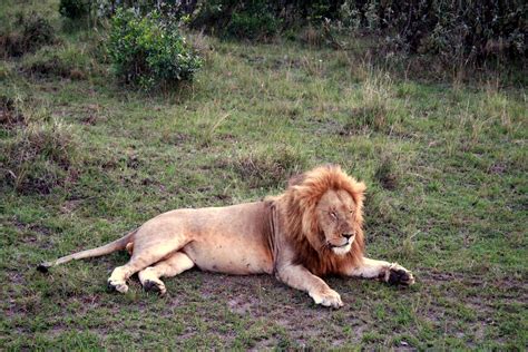 Lion lying down | Nilpesh Patel | Flickr