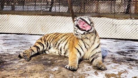 A Tiger is Sitting on a Rock with a Blur Background Stock Photo - Image ...