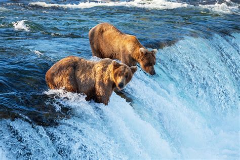 Top 10 Wildlife Encounters on an Alaska Cruise - Cruises