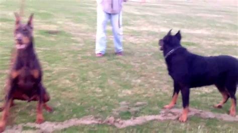 Beauceron and Doberman Playing - YouTube