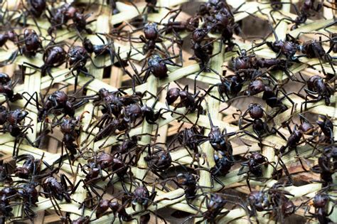 Bullet Ant Ritual: Indigenous Group Prepares to Reoccupy Land ...