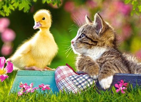 Spring Animals Wallpapers - Top Free Spring Animals Backgrounds - WallpaperAccess