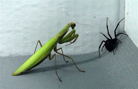 black widow praying mantis | Praying mantis, Prey mantis, Black widow