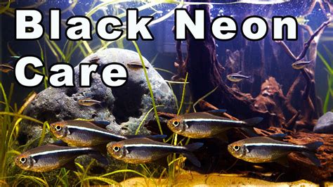 Black Neon Tetra Care & Species Guide | Fishkeeping World