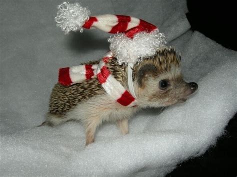 23 Adorable Animals Wearing Hats... - Gallery | eBaum's World