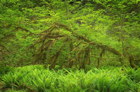 Hoh Rain Forest Olympic National Park - Alan Crowe Photography