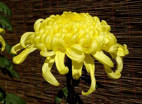 File:Chrysanthemum November 2007 Osaka Japan.jpg - Wikimedia Commons
