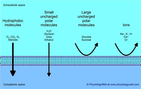 Lipid Bilayer Permeability - PhysiologyWeb