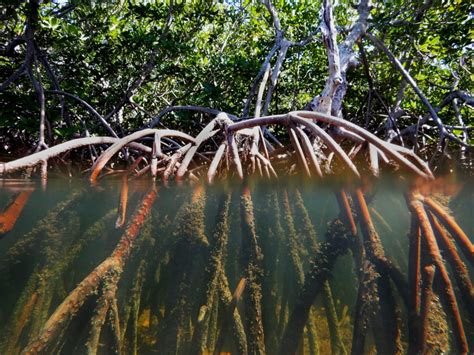 Mangrove Tree Plant Mangroves Photos Of Plants And An - vrogue.co