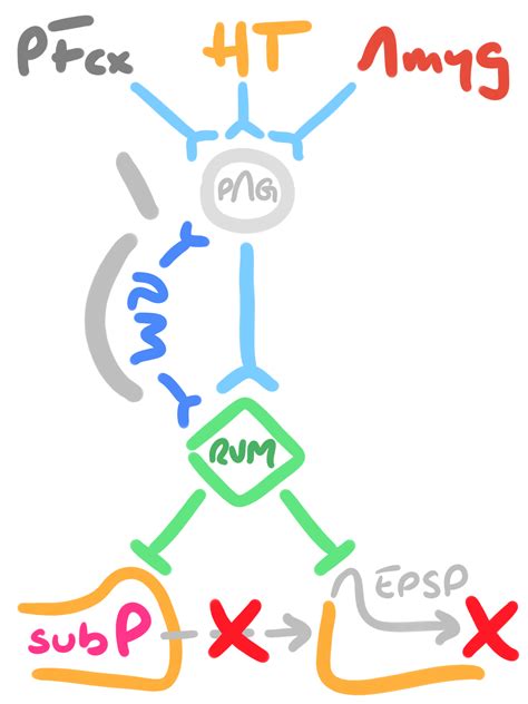 Modulatory Pathways of Pain – The Other Library.