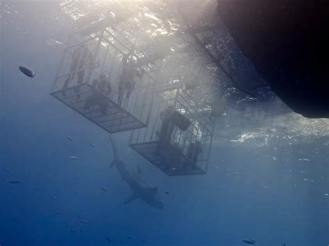 Great white shark cage diving experience launches in NS | Y95.5