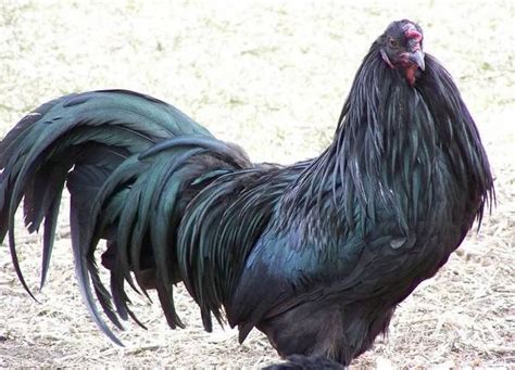 Hawk Valley Garden..my big black Sumatra rooster. | Hawk Valley Garden ...