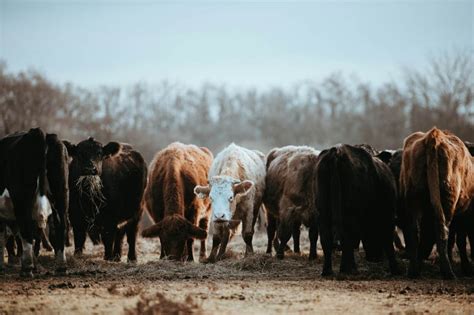 Cattle Rustling: Causes, Prevention, Punishment - JOUAV