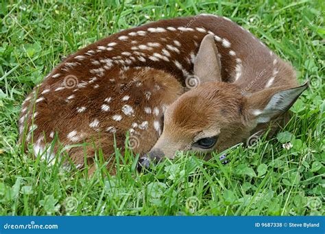 White-tailed Deer Fawn Royalty Free Stock Photos - Image: 9687338