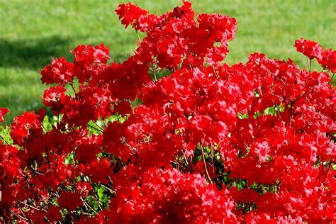 Stewartstonian Azalea: Evergreen Choice for a Red Azalea