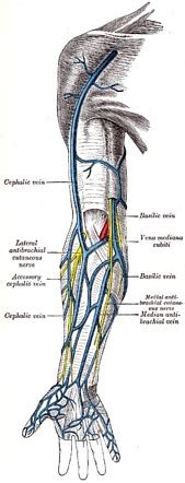 Median cubital vein | Radiology Reference Article | Radiopaedia.org