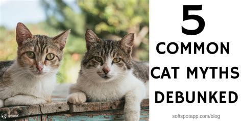 5 Common Cat Myths Debunked - SoftSpot®