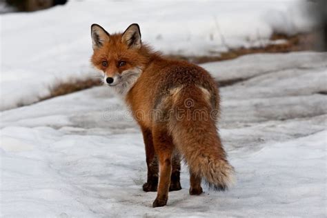 European red fox stock image. Image of wild, winter, european - 37444123