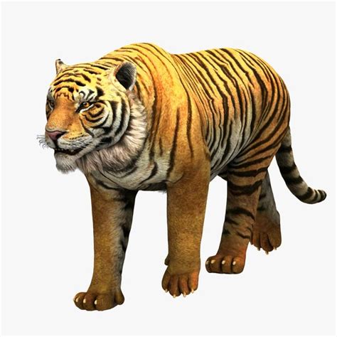 Tiger 3D Models for Download | TurboSquid