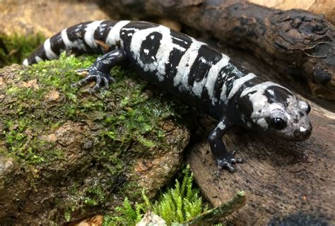 Ambystoma opacum (Marbled salamander) | Amphibians, Reptiles and amphibians, Salamander