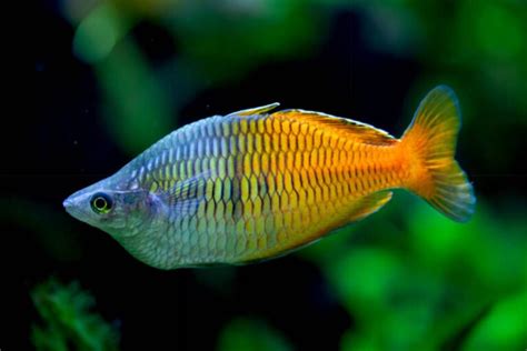 12 Colorful Freshwater Fish to Enhance Your Aquarium