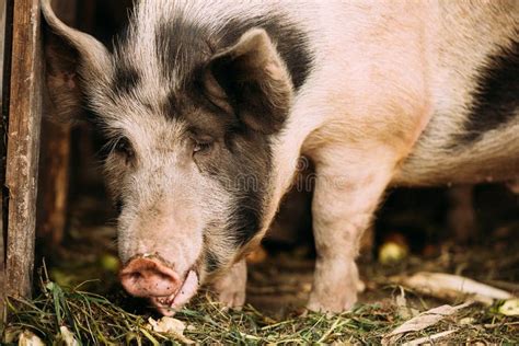 Household a Large White Pig in Farm Livestock Yard. Pig Farming Stock ...