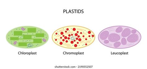 Leucoplast Structure