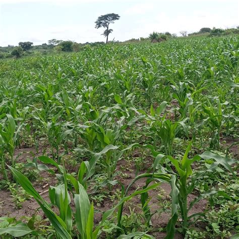 Unweeded Maize Plantation in Uganda East Africa Stock Image - Image of ...